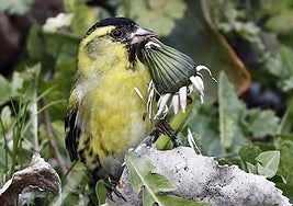 Los bosques europeos no sobrevivirán sin animales