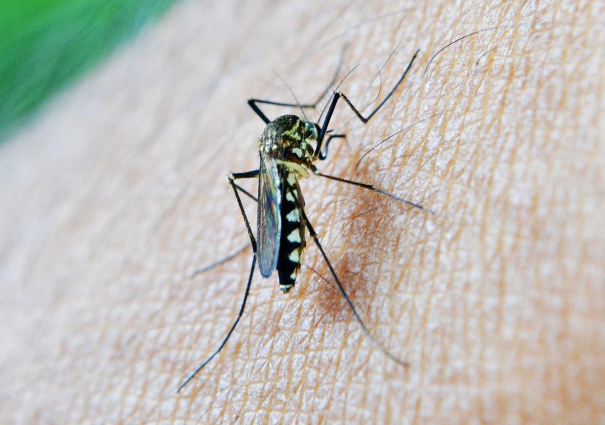 Mosquito en la piel