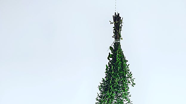 Tratamientos naturales contra el SIBO: estos son los que mejor cuidan de tu microbiota