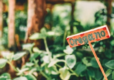 Los beneficios del orégano, la planta aromática que cuida de la microbiota