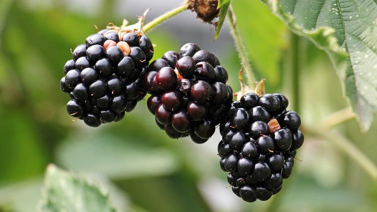 Esta es la fruta que favorece la generación de colágeno y sirve para combatir dolores musculares