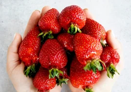 Temporada de fresas: cuáles son sus beneficios y qué pasa si las como a diario