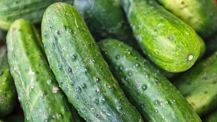 Pepinos.