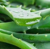 Qué pasa en el cuerpo si comemos aloe vera y cuáles son sus beneficios más allá de la piel