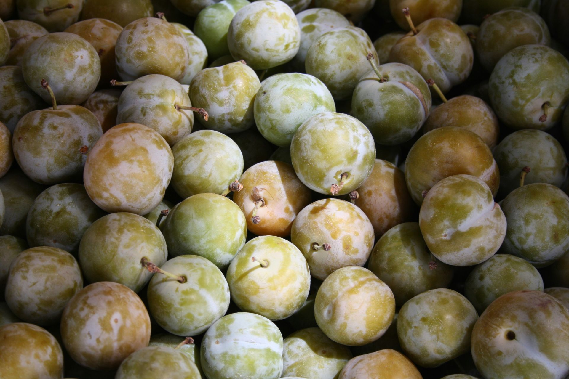 La ciruela es una fruta ideal para combatir el estreñimiento, gracias a su aporte en agua y fibra. Ayudan a fortalecer el sistema inmunológico y a prevenir la anemia. Favorece el cuidado de la piel y los ojos y ayuda a eliminar toxinas. Aporta 46 calorías por cada 100 gramos.