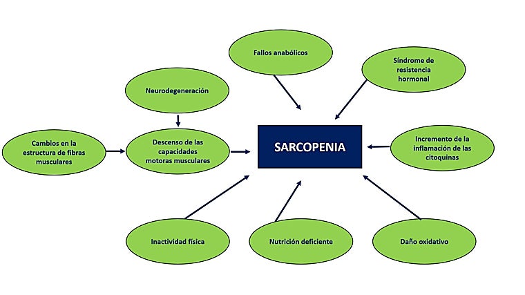 Vías que conducen a la sarcopenia
