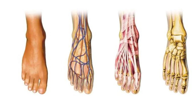 Anatomía del pie