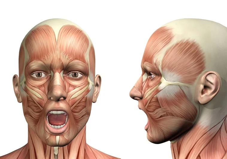 musculo-cara-Ro1QwM6UBcuEUMPphkC7JYP-758x531@diario_abc.jpg