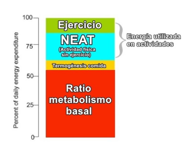 Gasto de energía diario