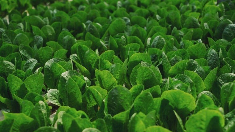 Alimentos como espinacas, clorofila contienen vitamina K, magnesio y ácido fólico.