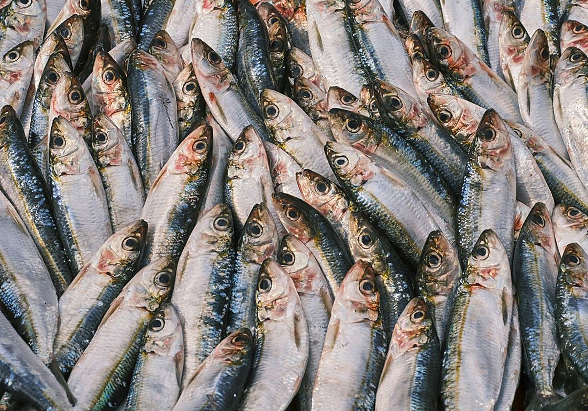 Pescado con contenido natural de creatina