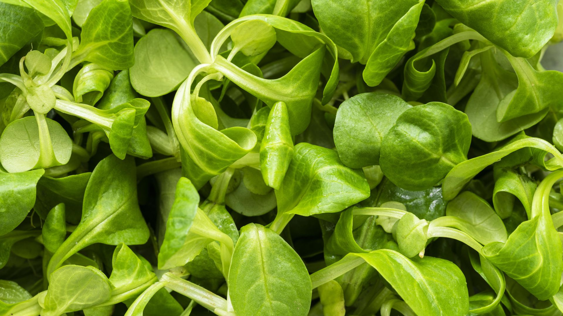 Canónigos: los beneficios del vegetal rico en fibra y bajo en calorías
