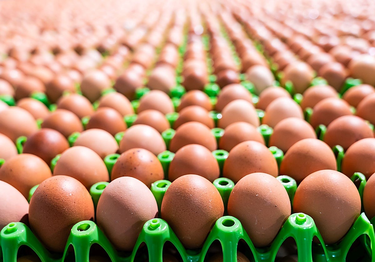 Beneficios del huevo y sus riesgos: «No se debe cascar en el recipiente en el que se va a batir o cocinar»