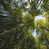 Cómo aprender a relajar la mente y reducir el estrés meditando en la naturaleza