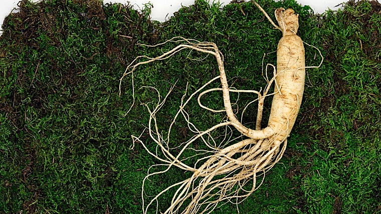 Adaptógenos: moda passageira ou ferramenta baseada na ciência?