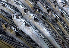 Verdel, el pescado azul del norte que conquista la nueva cocina saludable