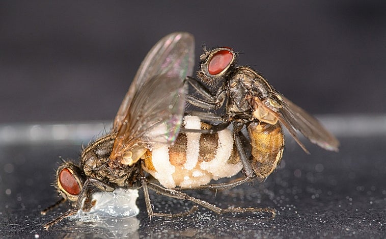 Las 'irresistibles' moscas zombis que tienen sexo después de muertas