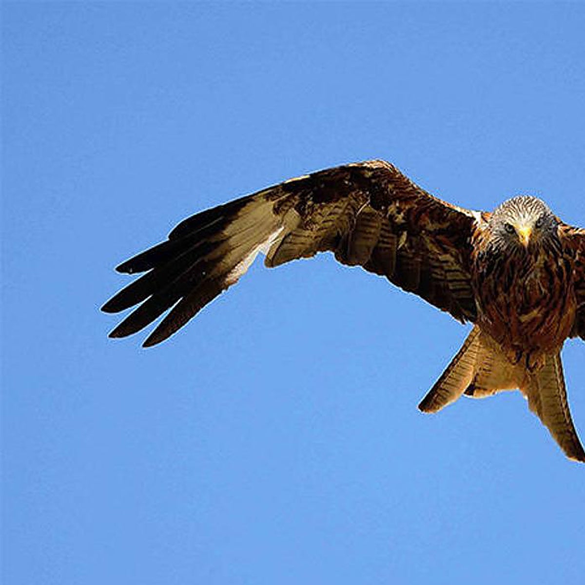 El milano real, un 'cleptómano' de los aires con muy buen ojo