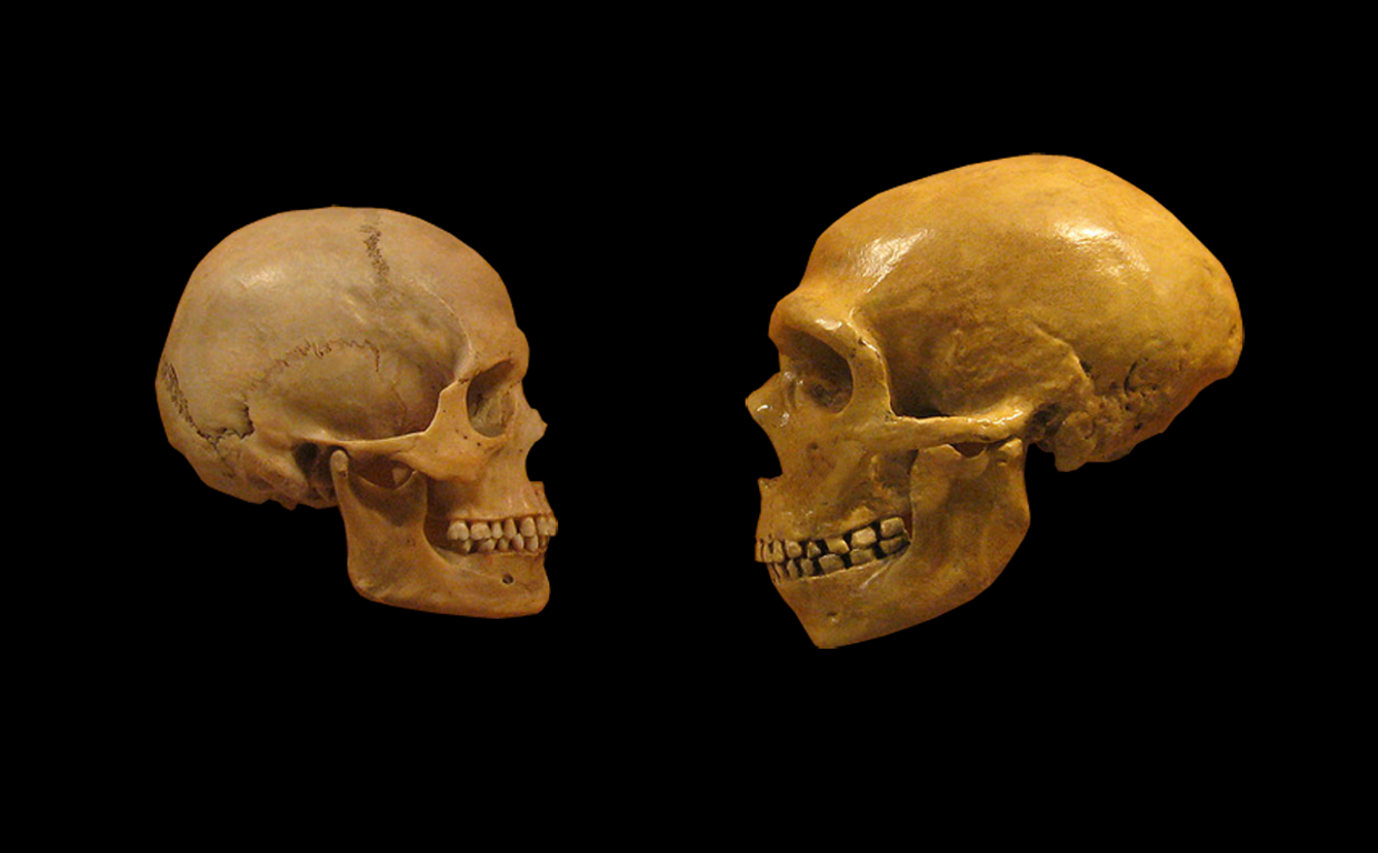 Cara a cara, el cráneo de un humano moderno (izquierda) frente a otro de neandertal