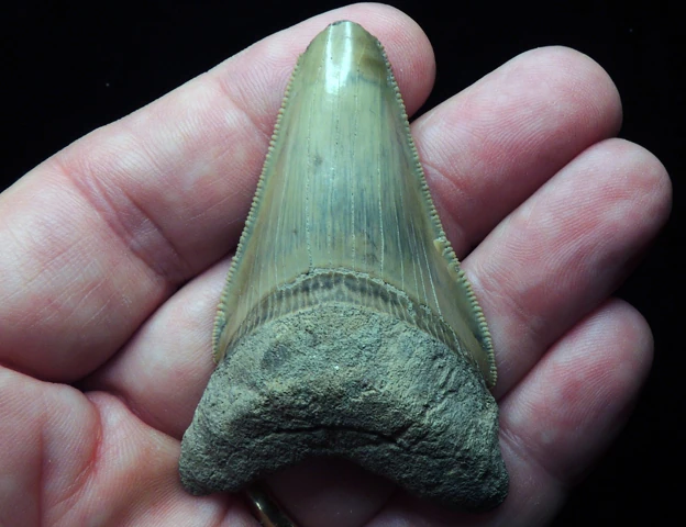 The megalodon tooth