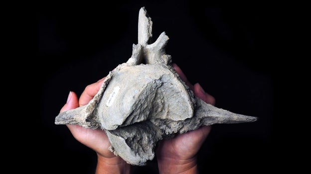 Una de las dos vértebras de ballena. La parte inferior está gravemente rota, algo que sucedió mientras el animal estaba vivo