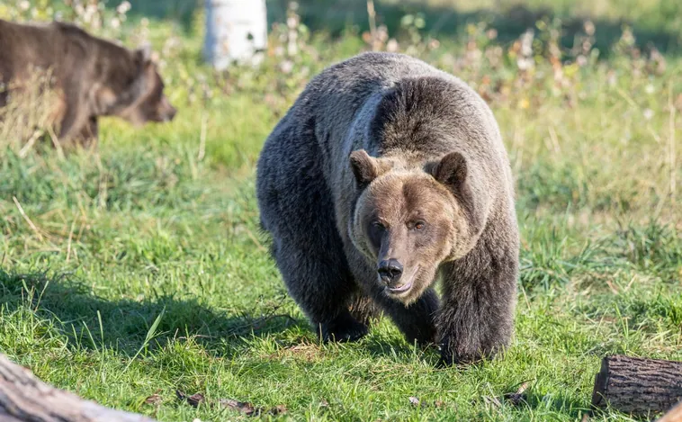 Cómo hacen los osos para engordar, no moverse durante meses y esquivar la diabetes