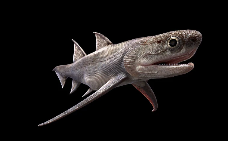 Un tiburón chino, el primero con una cara con mandíbula