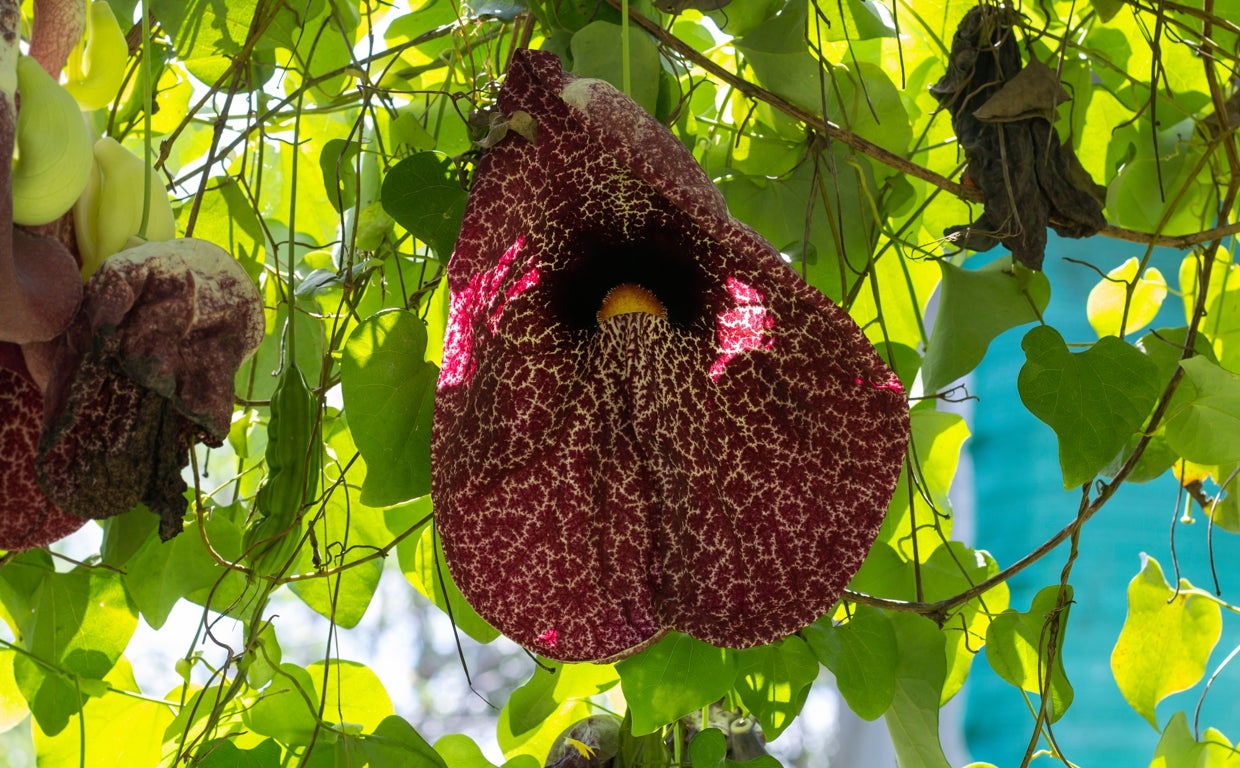 La flor del pelícano