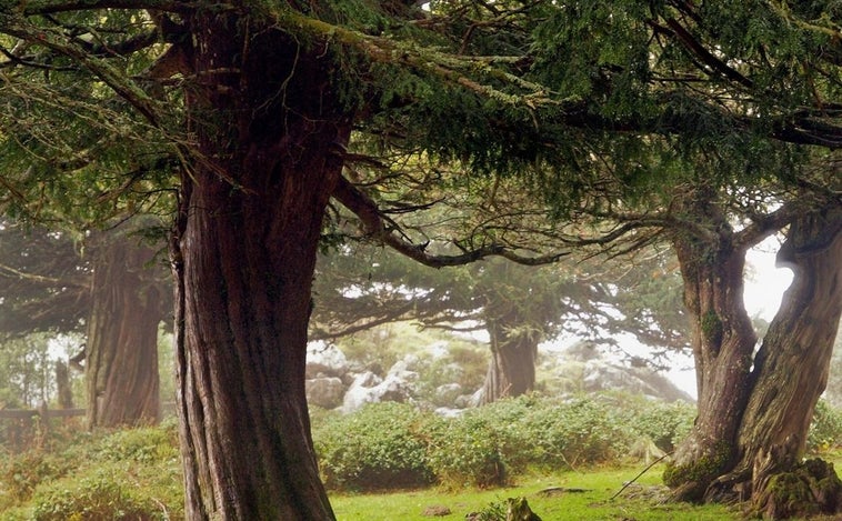 El árbol milenario que nos conecta con el más allá