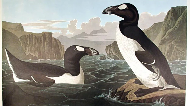 The now extinct species of penguin from the Northern Hemisphere as portrayed by Audubon (1827)