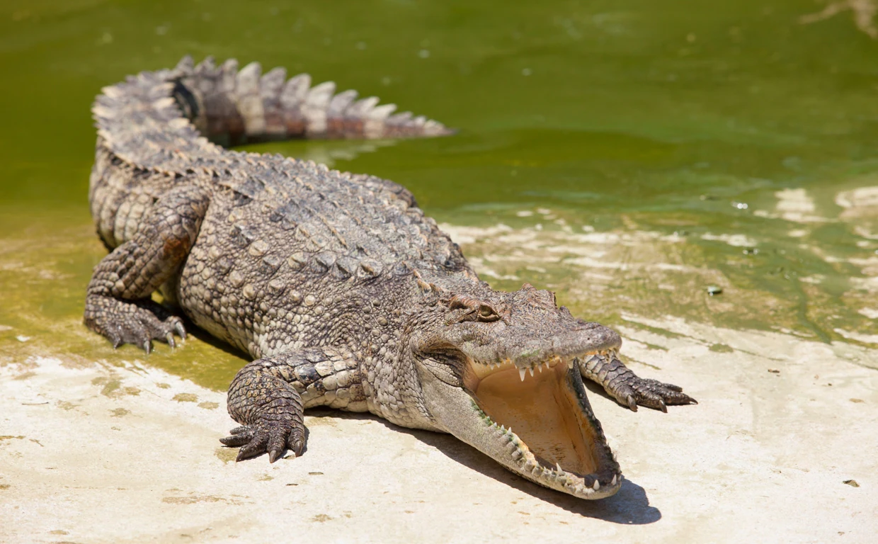 Pueden los cocodrilos emitir sonidos?