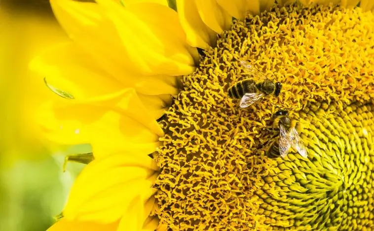Lo que las abejas saben de matemáticas