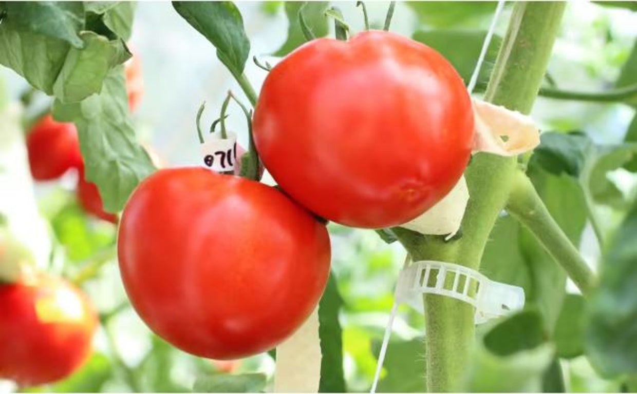 Tomates modificados con CRISPR