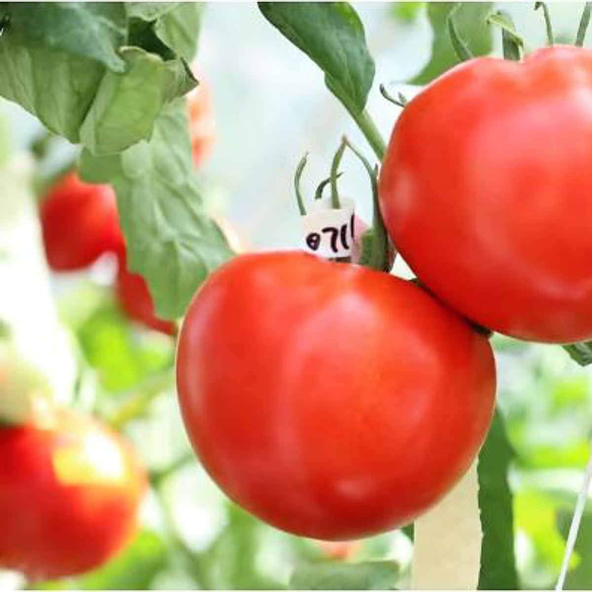 Los científicos españoles piden a Europa que permita el uso del 'corta-pega genético' en los cultivos