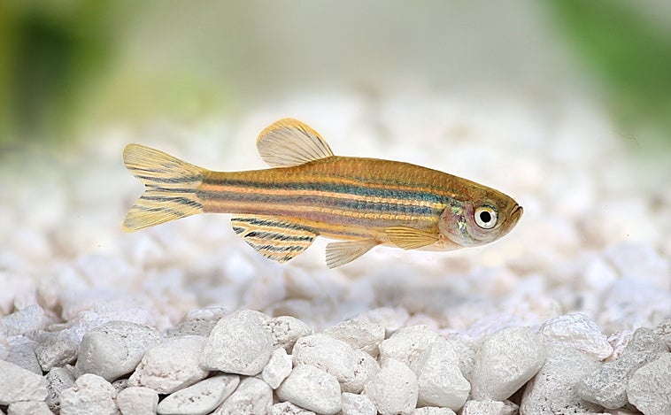 ¿Por qué los peces miran hacia abajo cuando nadan?