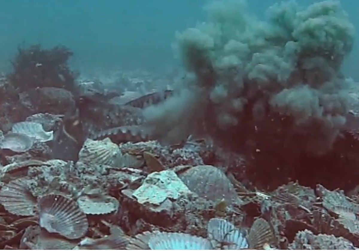 En la foto, una hembra de pulpo arroja limo a un macho. En el vídeo, varios lanzamientos levados a cabo por distintos pulpos