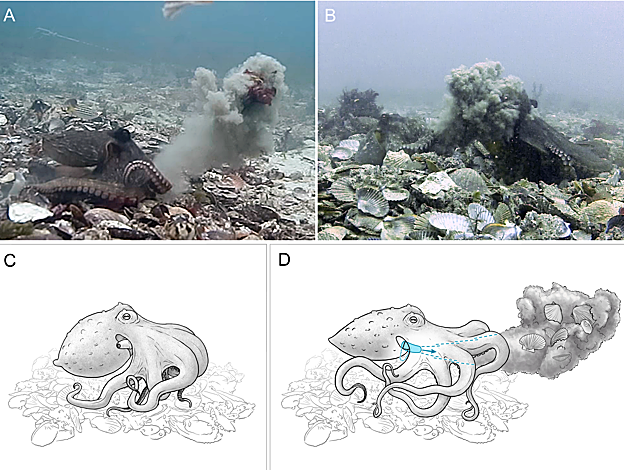 La guerra de los pulpos, observada por primera vez: se arrojan barro y conchas unos a otros