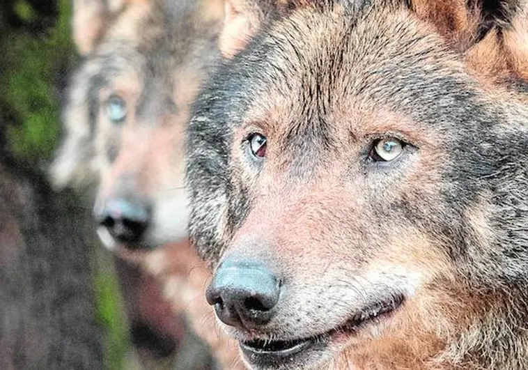 Un parásito ayuda a los lobos a convertirse en líderes
