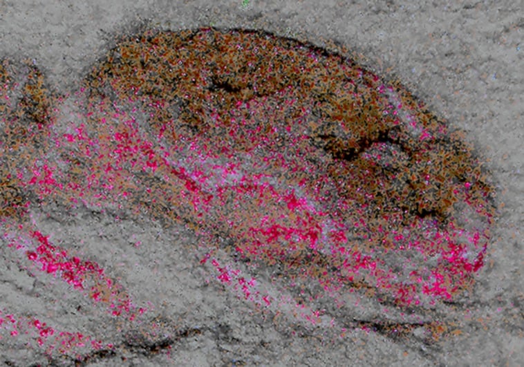 El hallazgo de un diminuto cerebro de más de 500 millones de años desafía los libros de texto