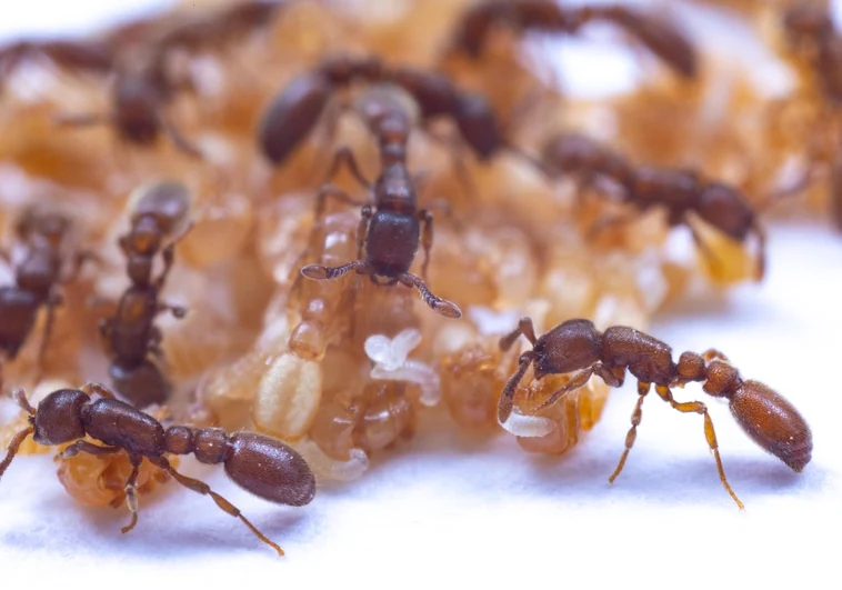 Las hormigas también dan 'leche'