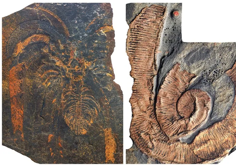 'Camarones' más largos que un hombre dominaron los mares hace 470 millones de años
