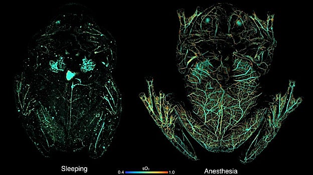 A la izquierda, el sistema circulatorio de la rana de cristal dormida; a la derecha, la rana anestesiada