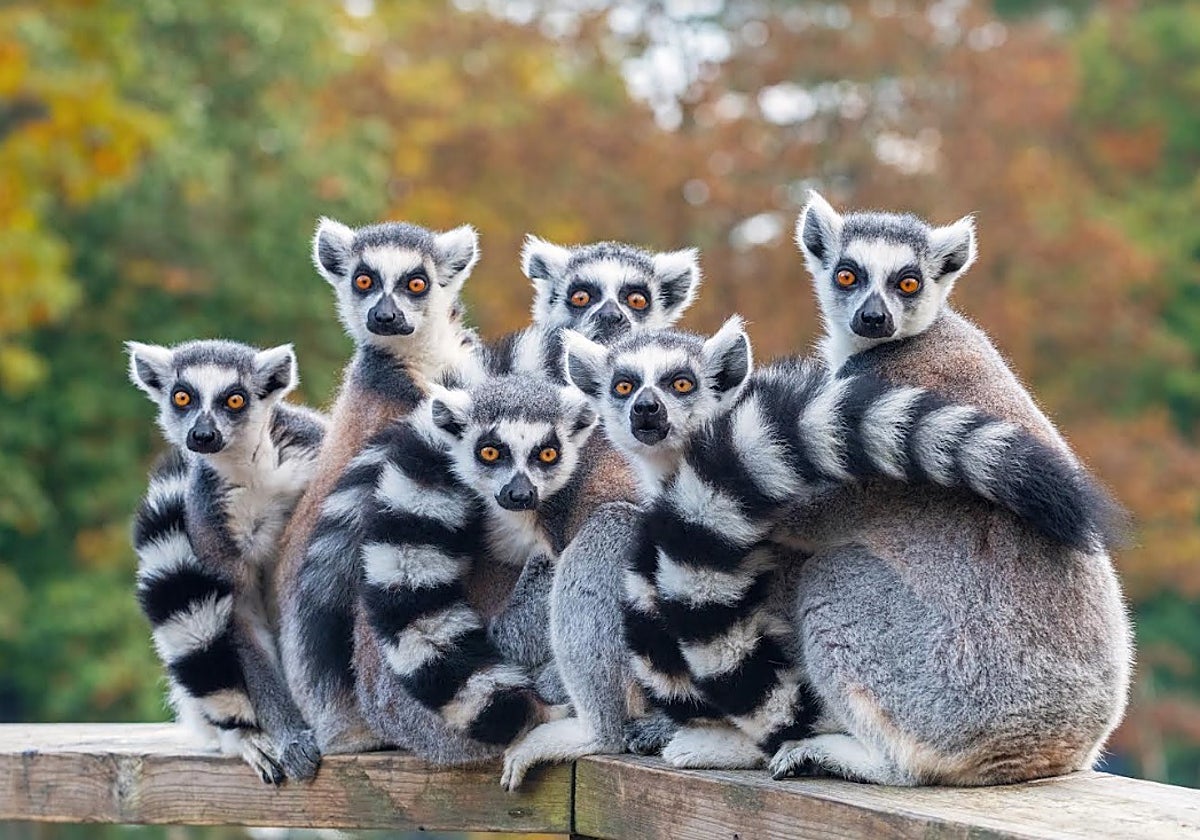 Un grupo de lémures bien apiñado
