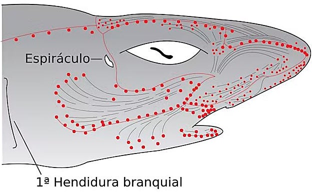 Electrorreceptores en la cabeza de un tiburón