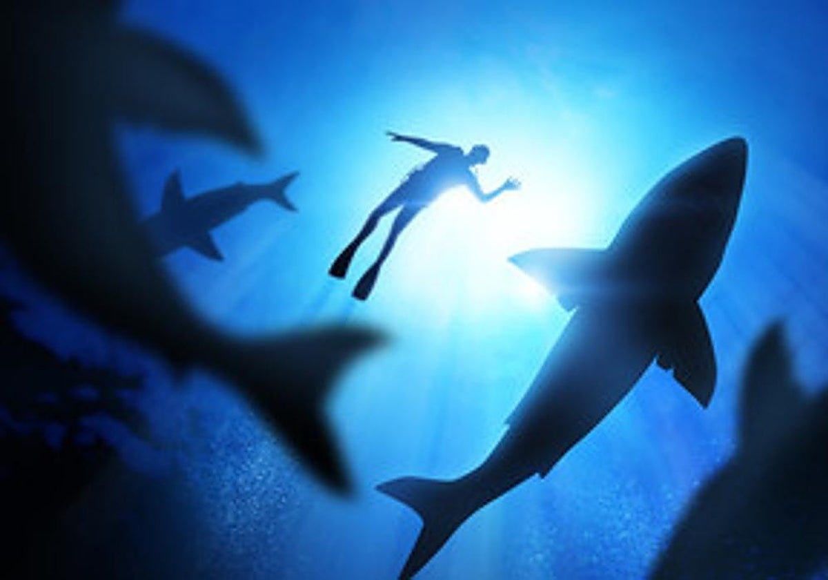 Un buzo nada entre tiburones