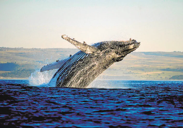 La ballena recién descubierta que ya está en peligro de extinción