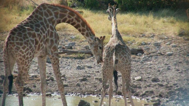 Una jirafa macho bebe la orina de la hembra