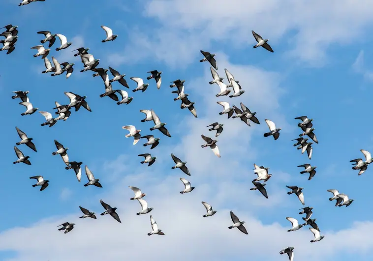 ¿Por qué los pájaros vuelan en bandadas?
