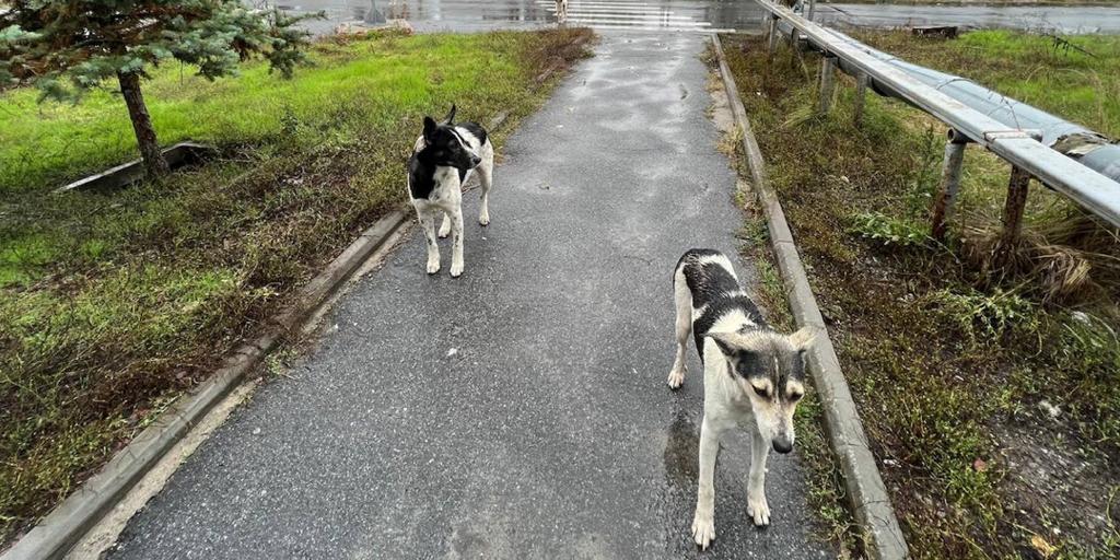 Is radiation at Chernobyl creating a new breed of dog?