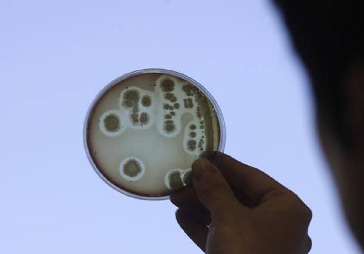 Las bacterias, como las de la imagen, podrían contener el secreto de una nueva fuente de energía limpia